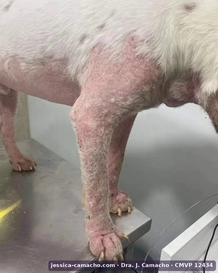 Paciente canino con alopecia y dermatitis extensa sobre miembros y abdomen — caso clínico en evaluación. Dra. Jessica Camacho García, CMVP 12434, Zoovet.