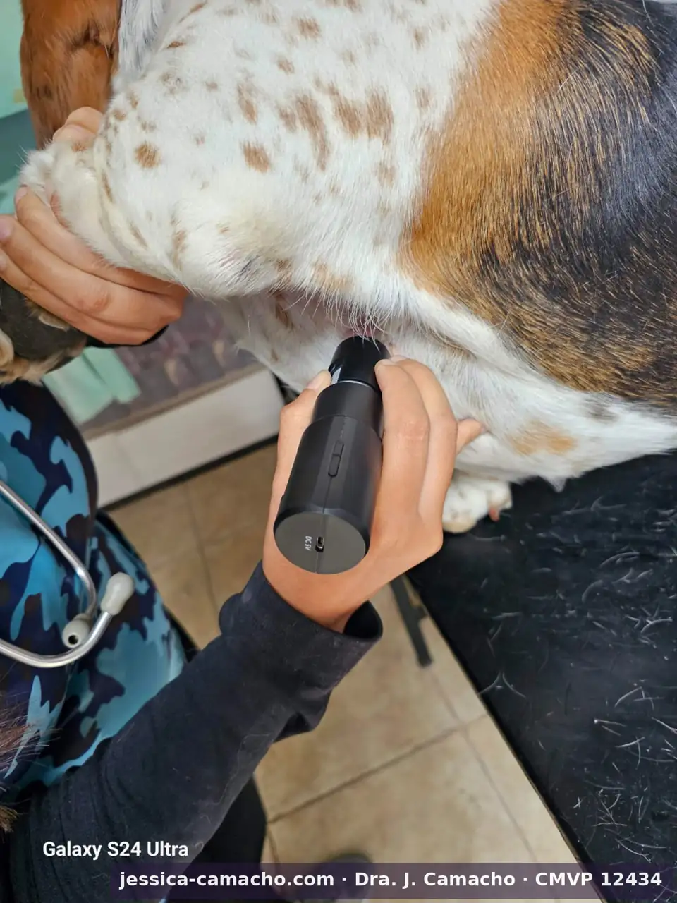 Examen dermatológico de paciente canino con instrumento de aumento — evaluación clínica directa de piel y pelo. Dra. Jessica Camacho García, CMVP 12434, Zoovet.